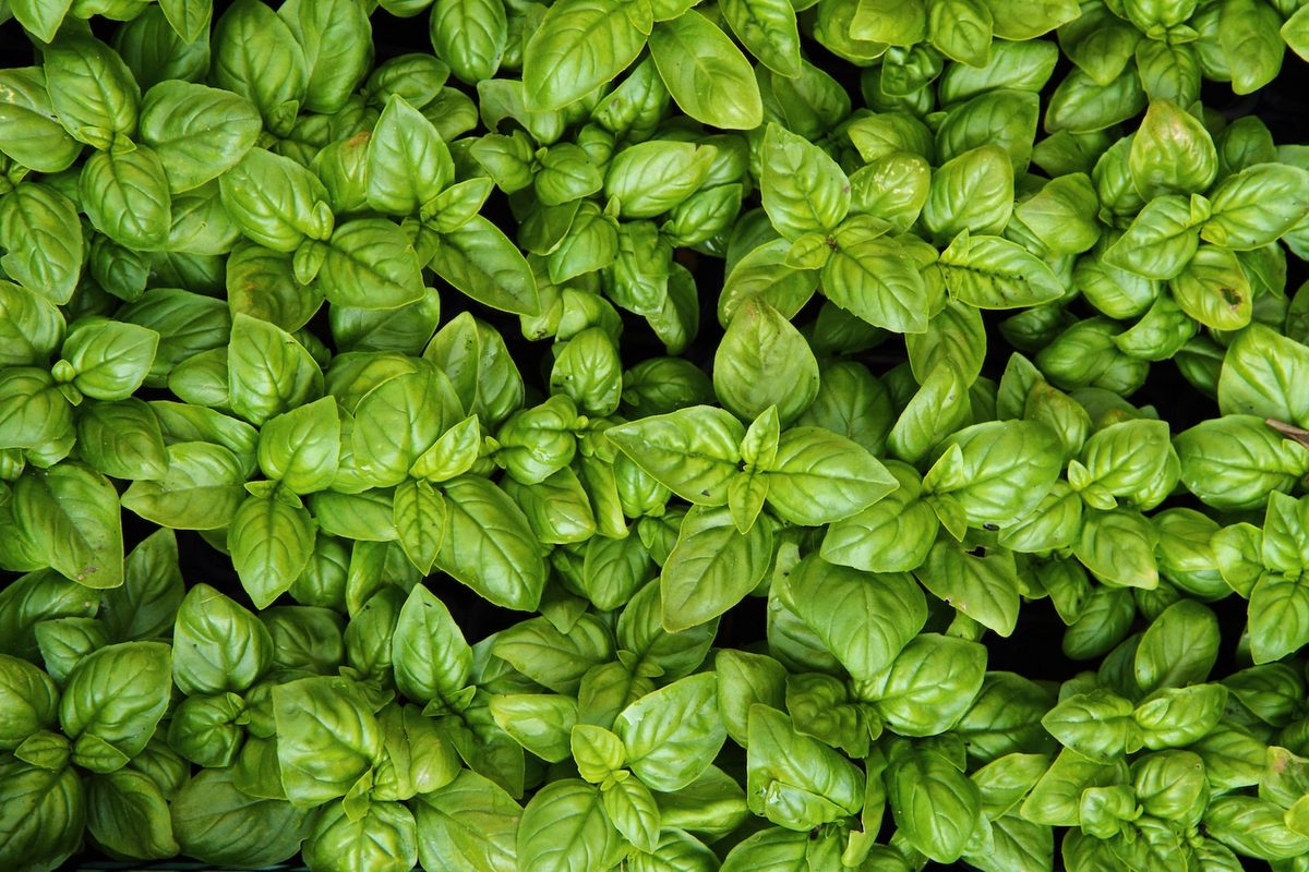 Basil Uses