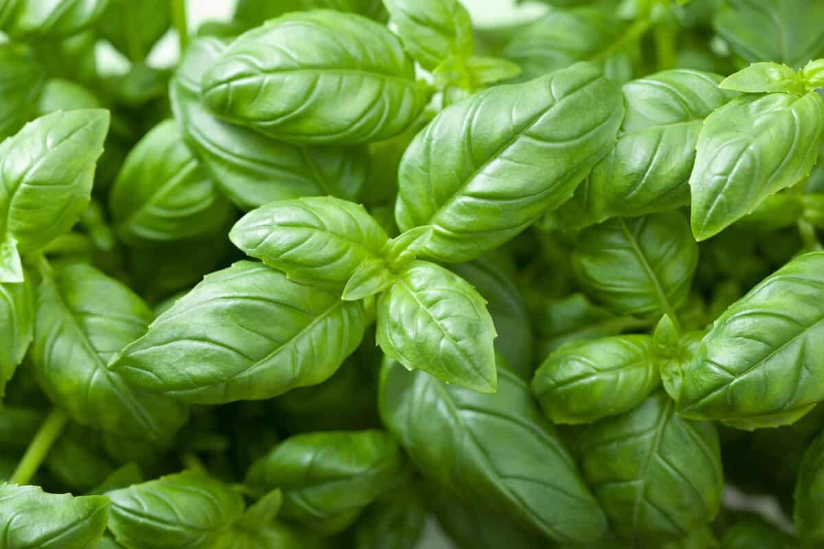 Bay Leaves Vs. Basil