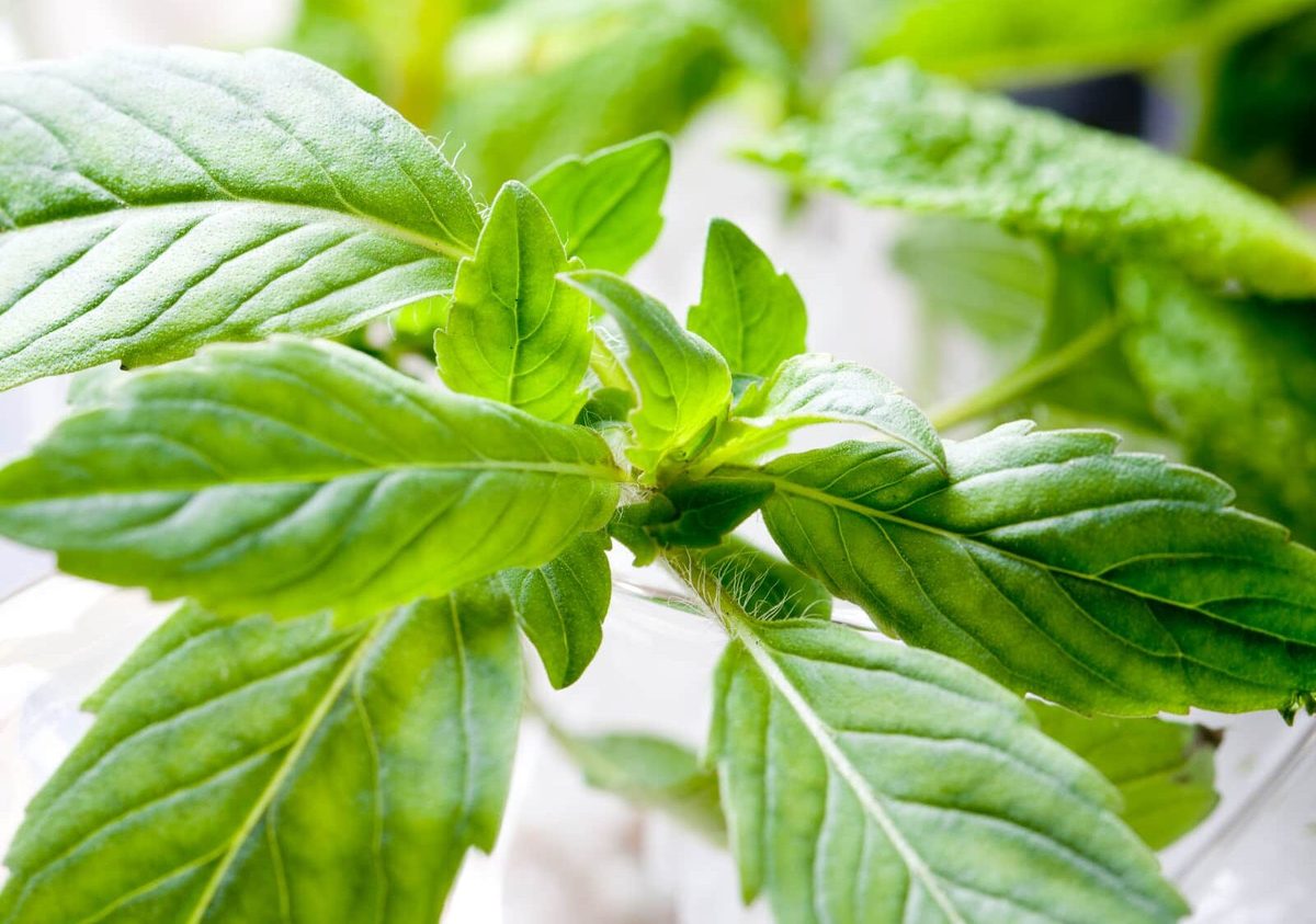 Bergamot substitute