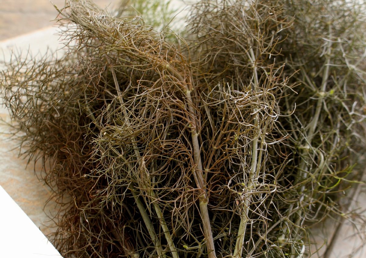 Bronze Fennel