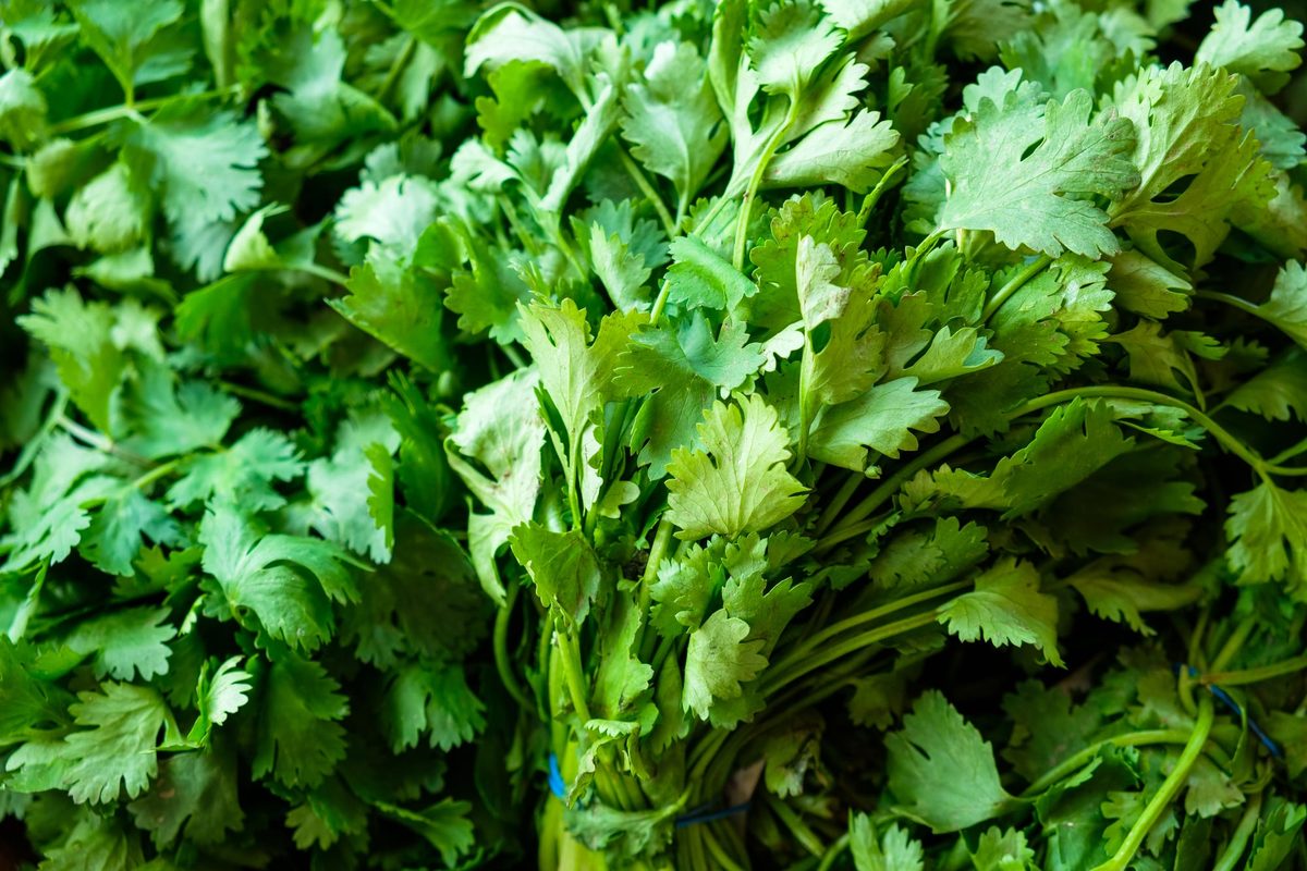 Can you freeze cilantro?