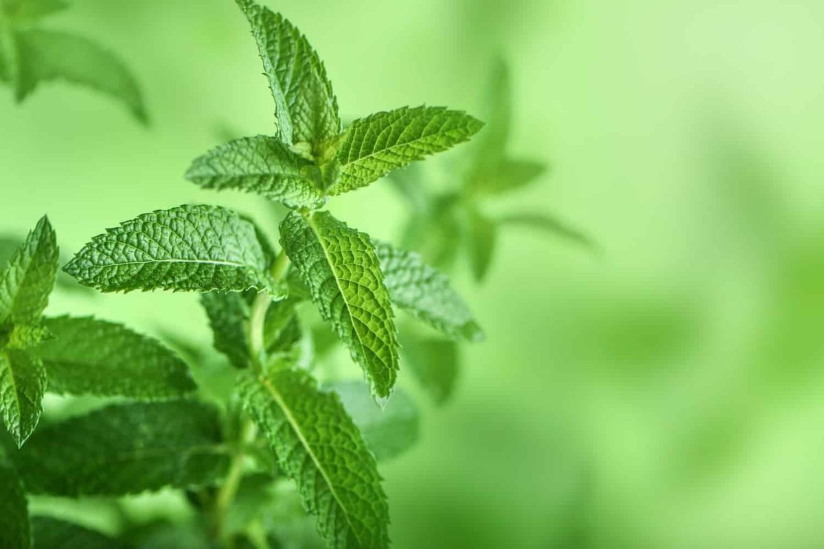 Can you freeze mint?