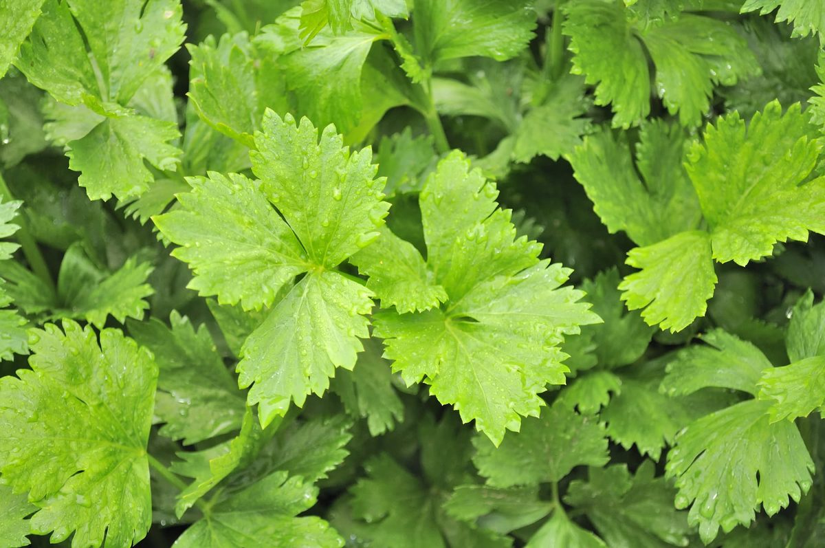 Celery Leaves Substitute