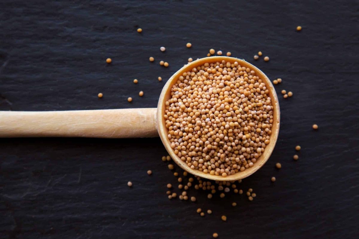 celery seed uses