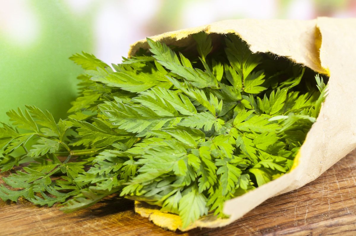 Chervil Uses