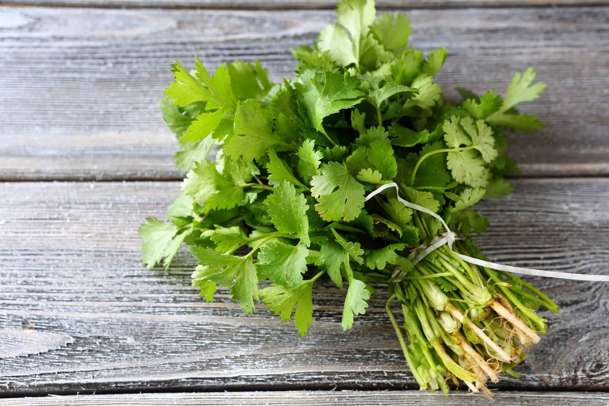 chervil vs. cilantro