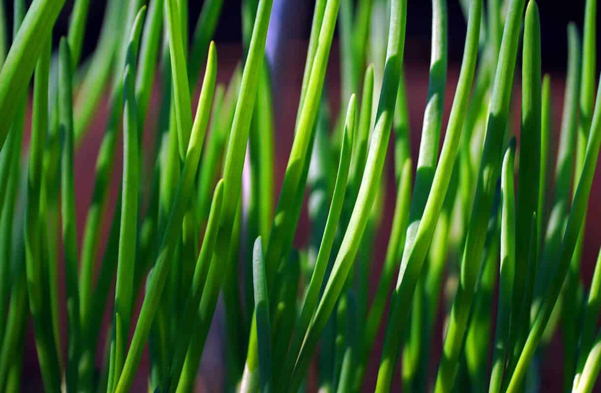Chives Vs Green Onions