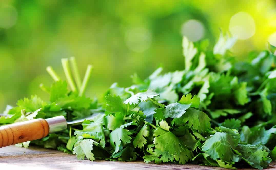 Cilantro Substitute
