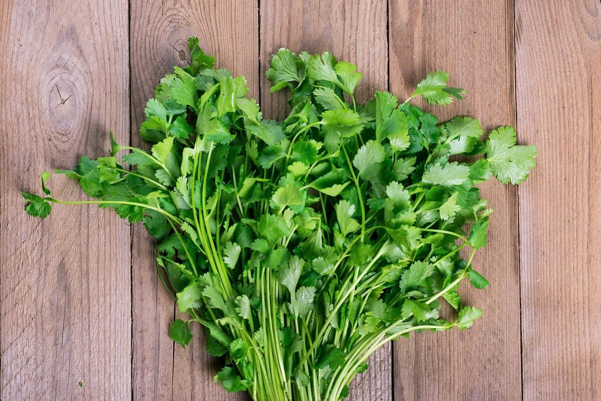 Cilantro vs. oregano