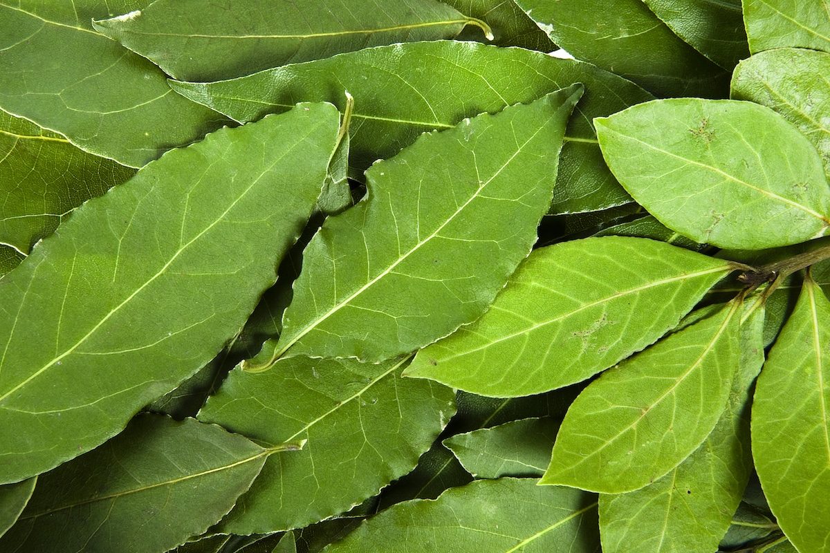 cooking with bay leaves