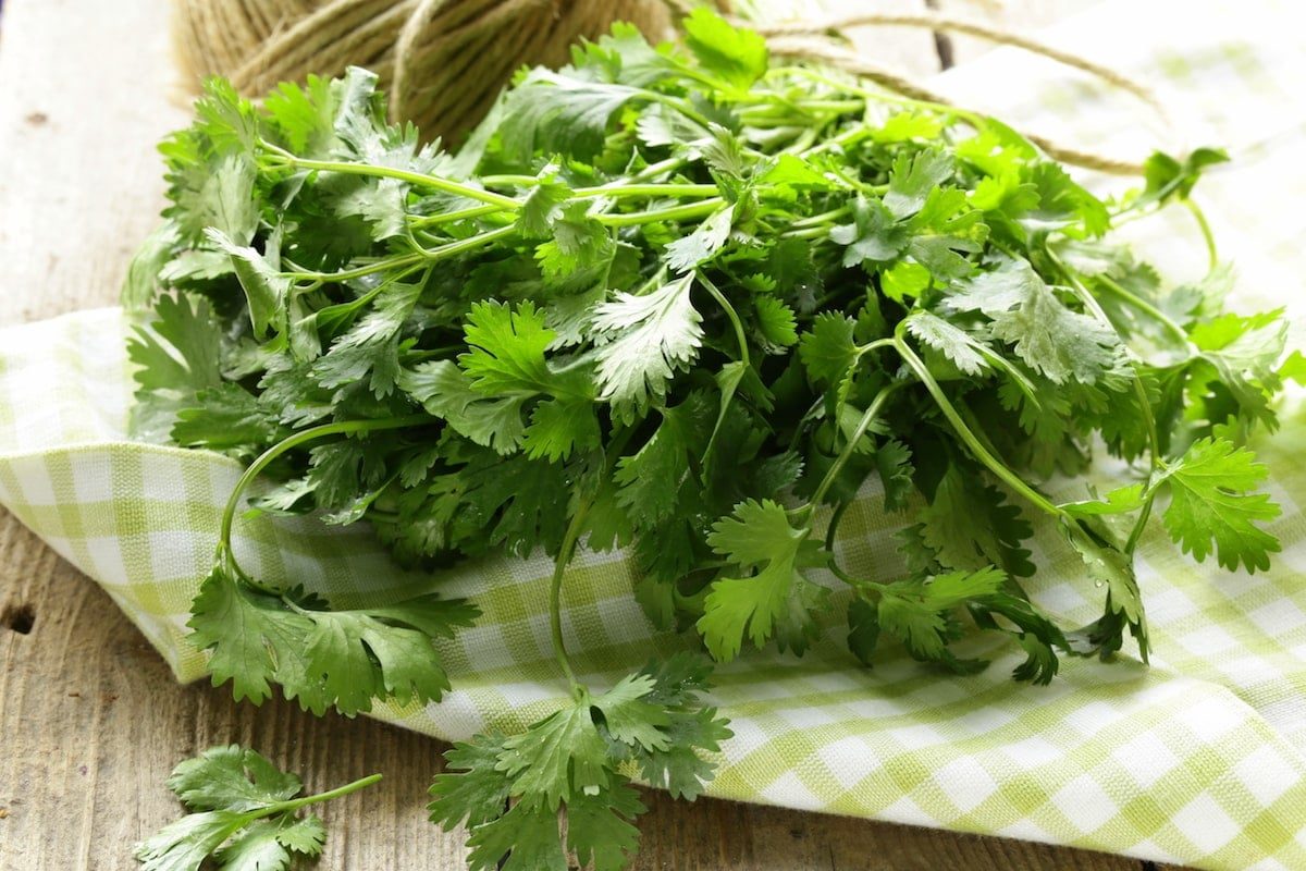 Cooking with Cilantro