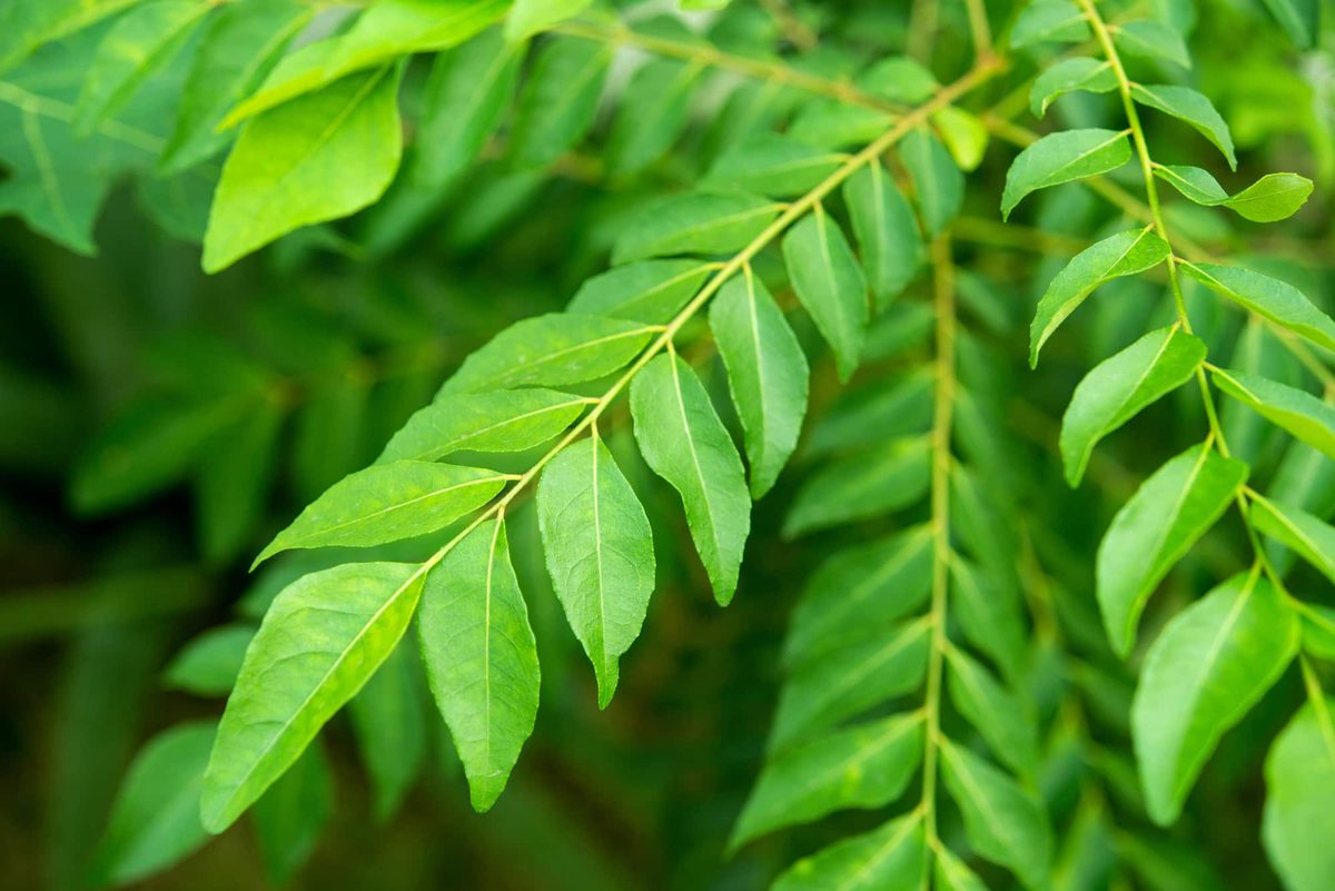 Cooking with curry leaves