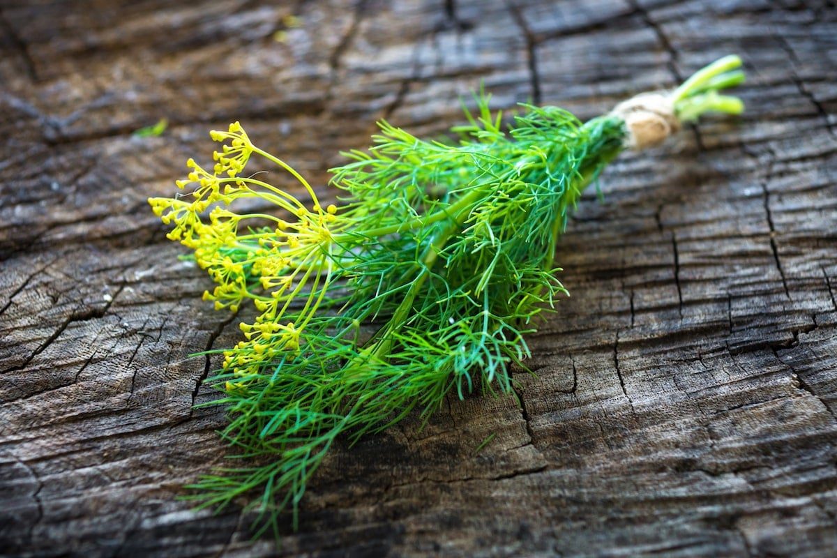 cooking with dill