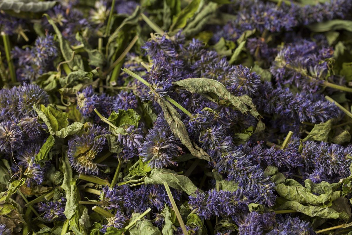 Cooking with hyssop