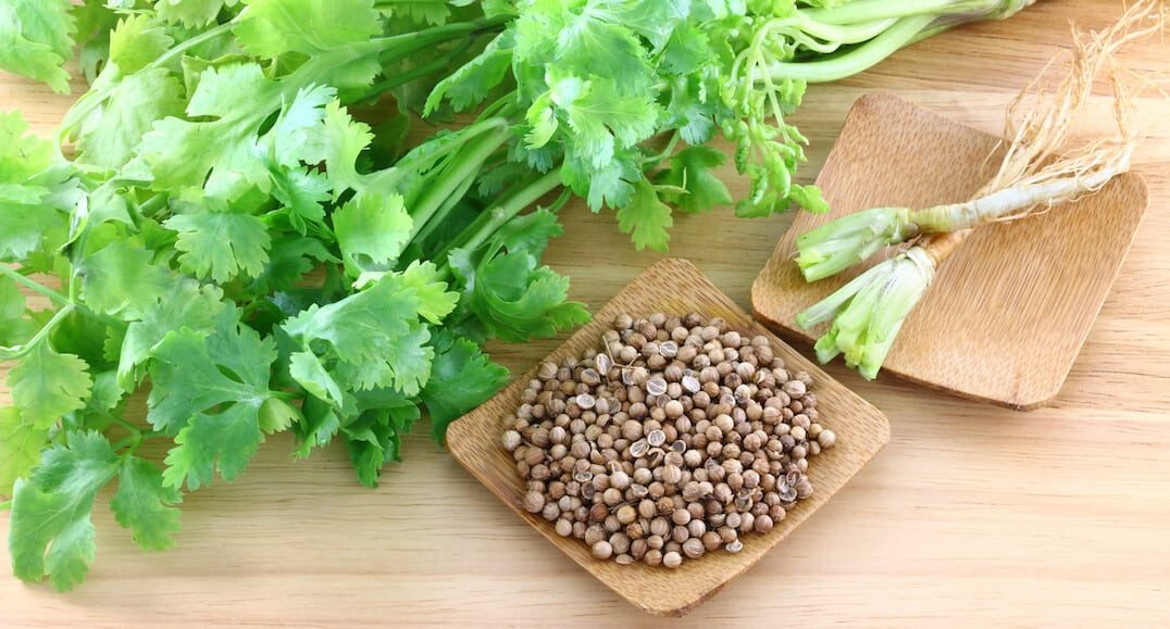 Coriander Vs Cilantro