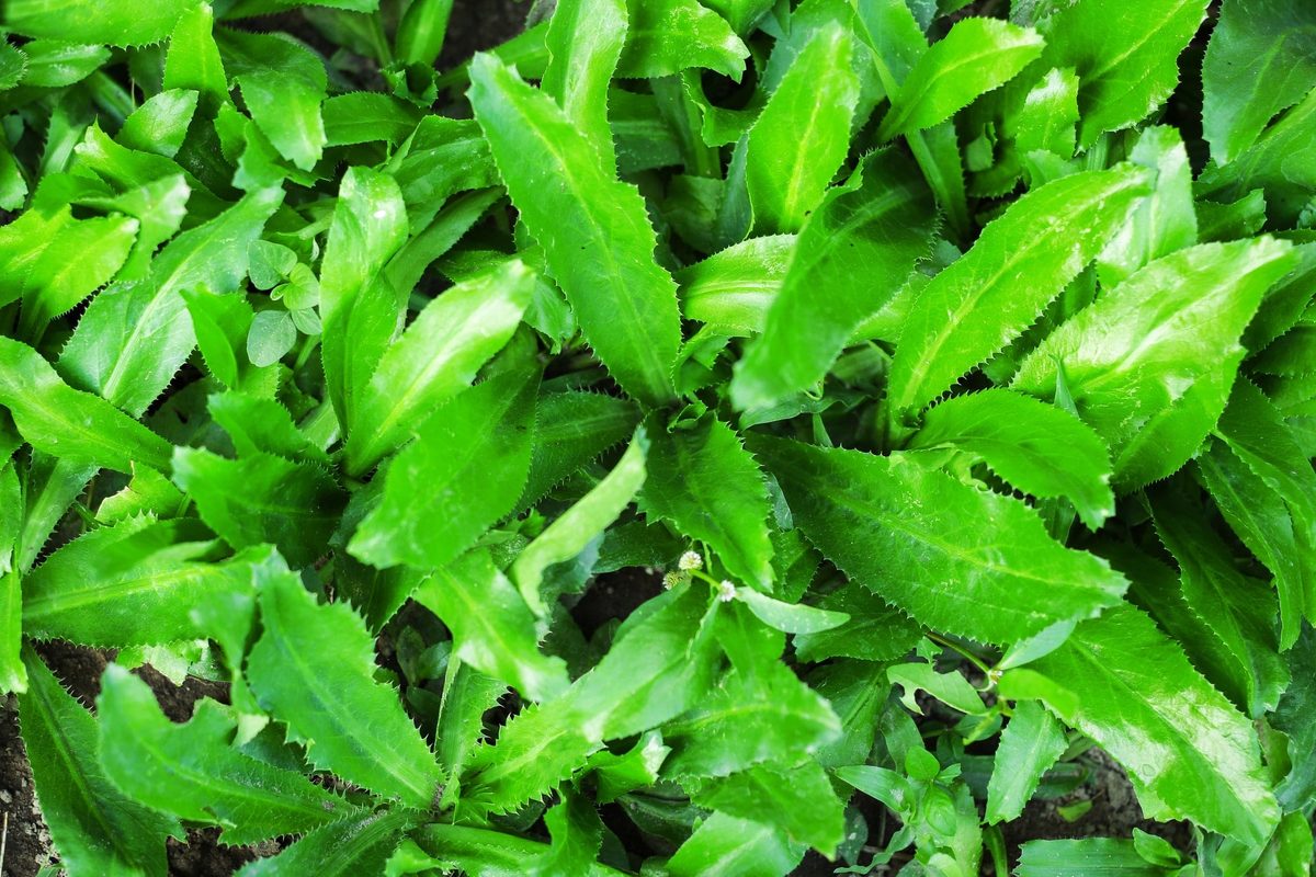 Culantro substitute
