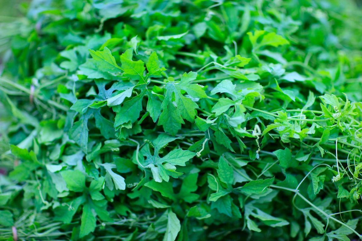 Culantro vs Cilantro