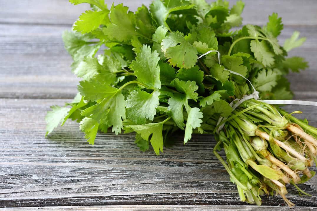 Dried Cilantro Vs Fresh