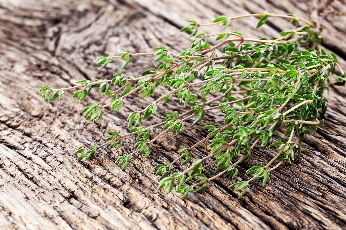 English Thyme Vs. French Thyme
