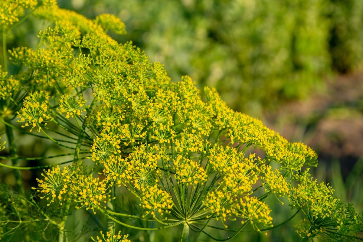 fennel pollen substitute