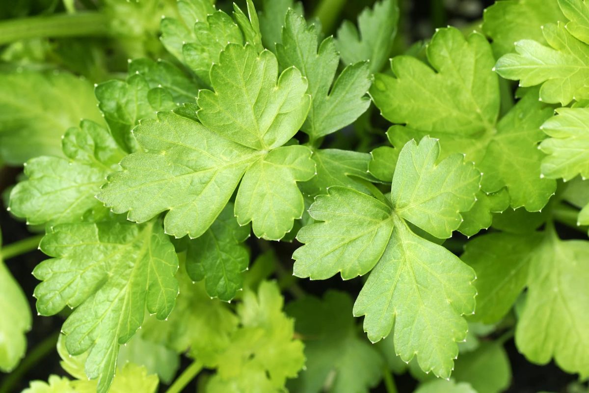 Flat Leaf Vs. Italian Parsley