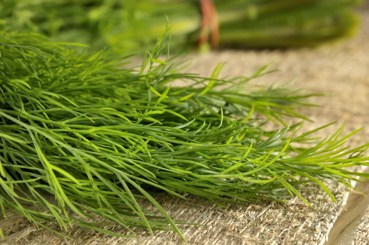 Fresh dill vs dried dill
