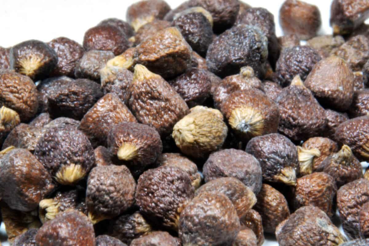 Grains of Paradise