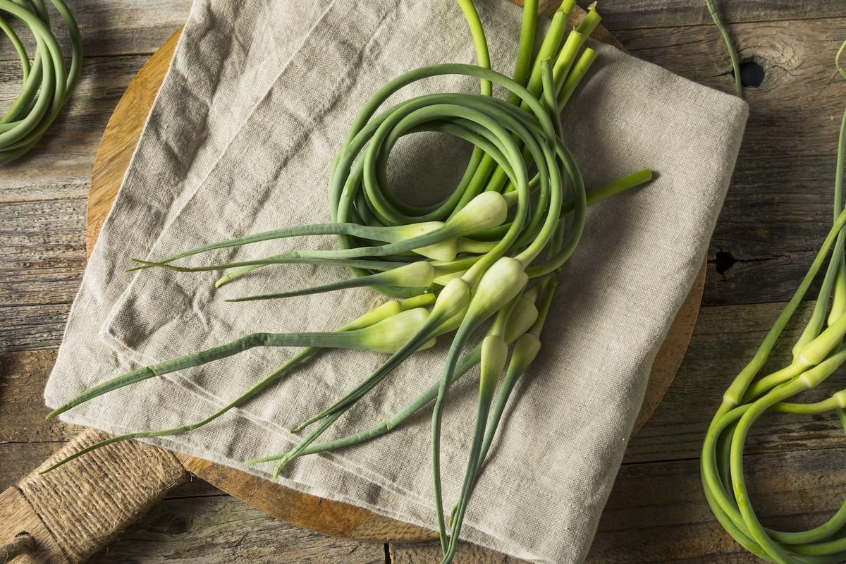 Storing garlic scapes