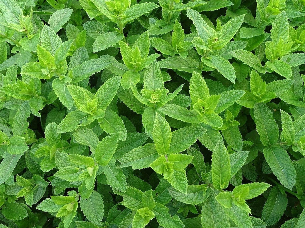 how to store mint
