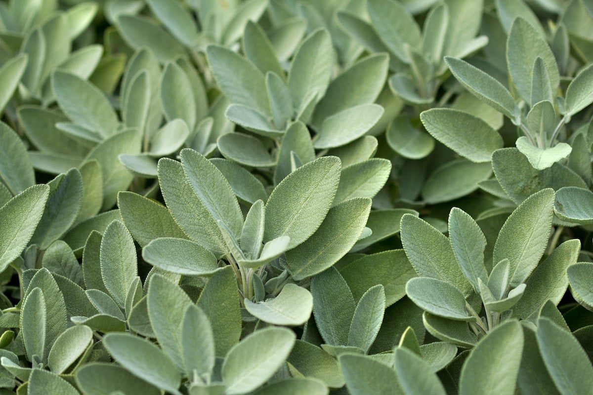 how to store sage