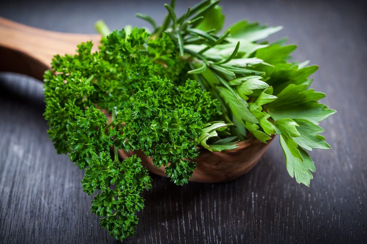 Italian vs curly parsley