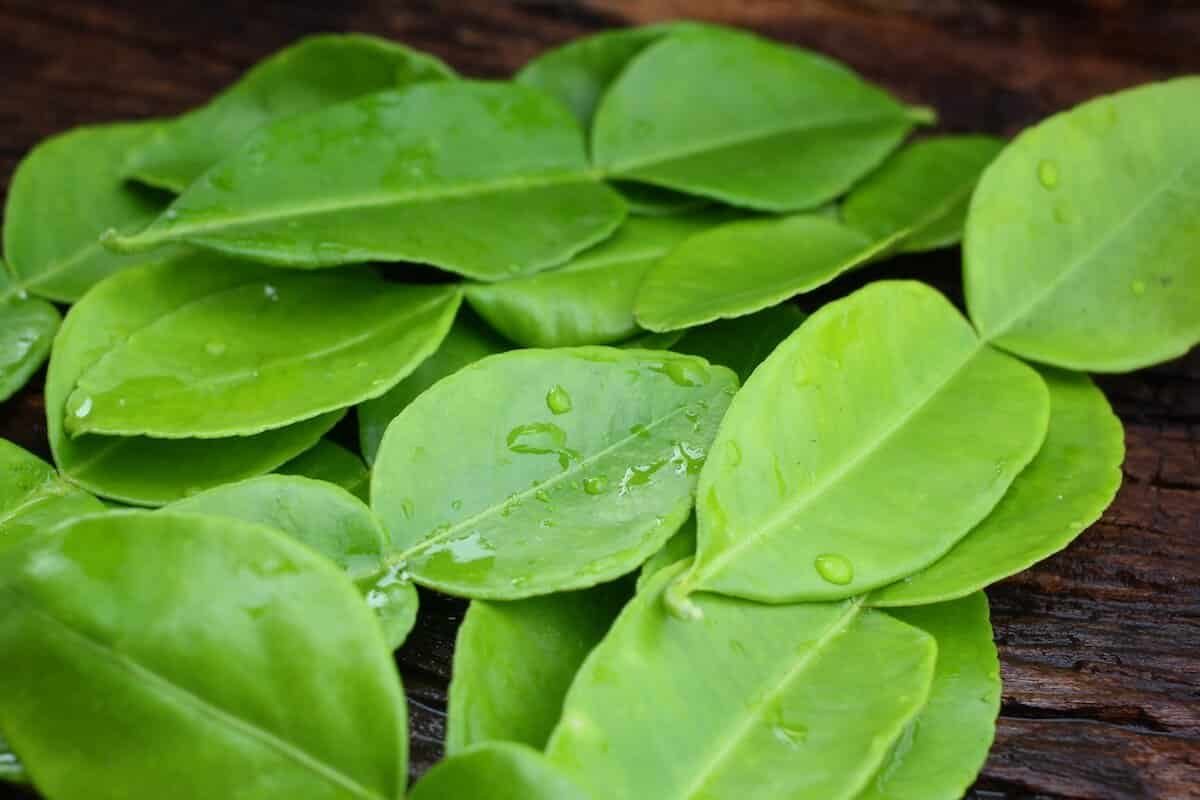 Kaffir lime leaves substitute