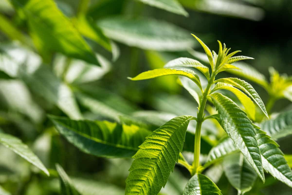 lemon verbena substitute