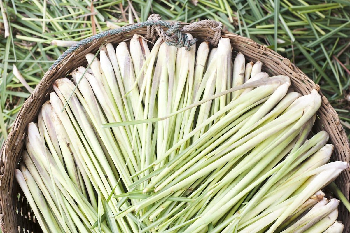 lemon verbena vs lemongrass