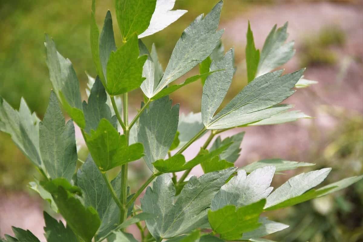 Lovage Substitute
