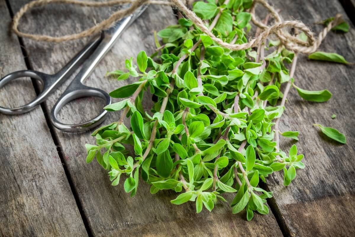 Marjoram Substitute