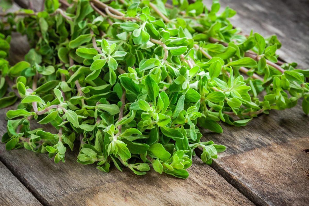 Marjoram uses