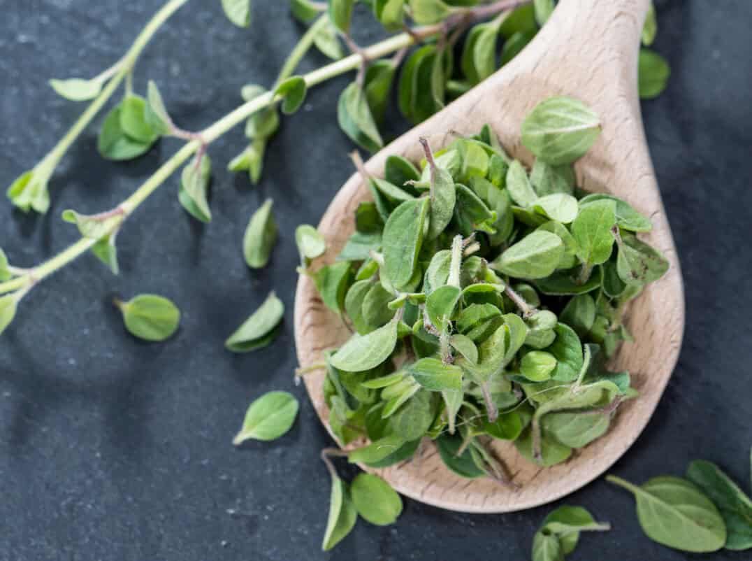 Marjoram Vs Oregano