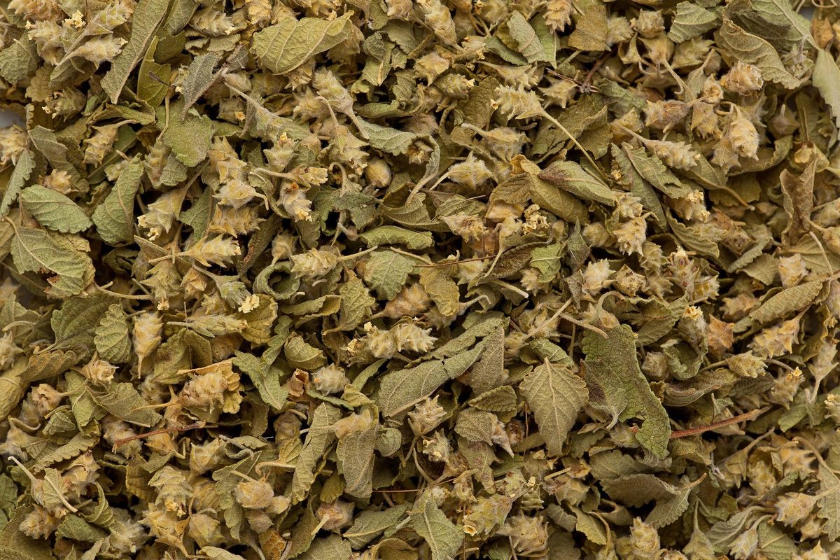 Mexican Oregano