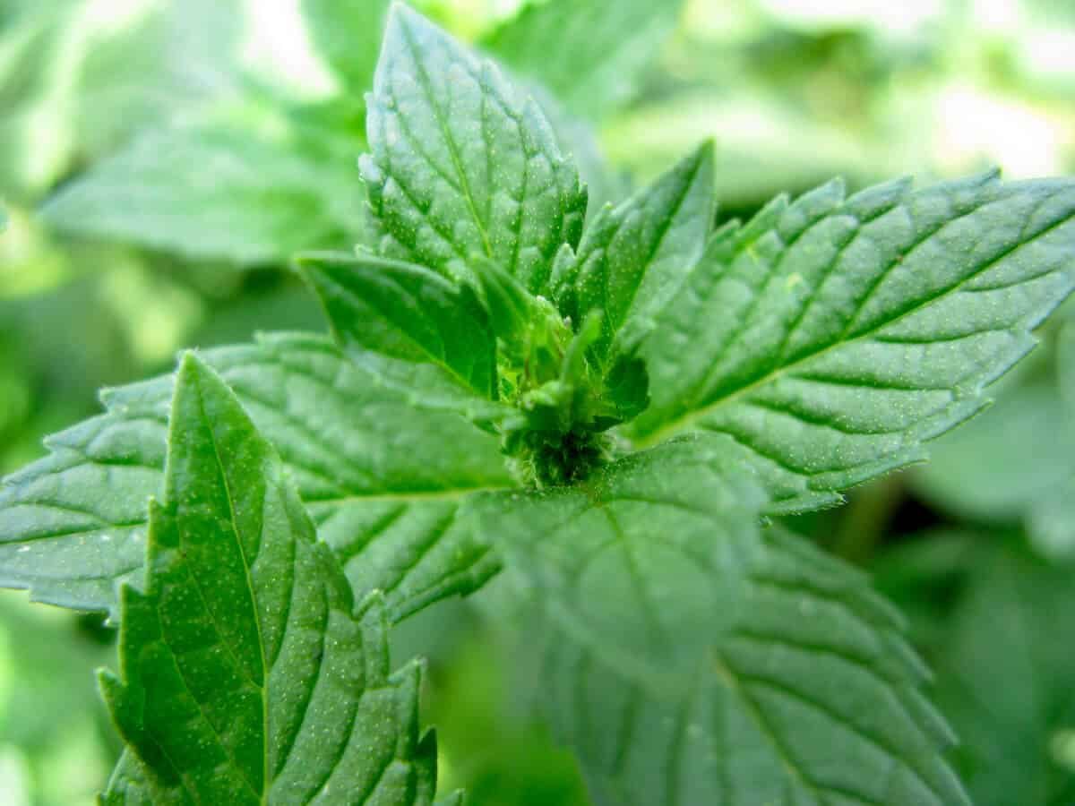 Mint Substitute