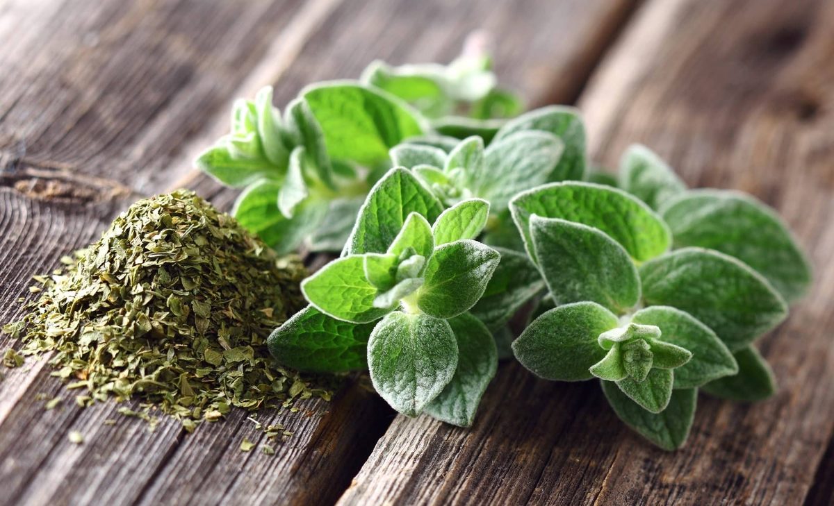 oregano uses