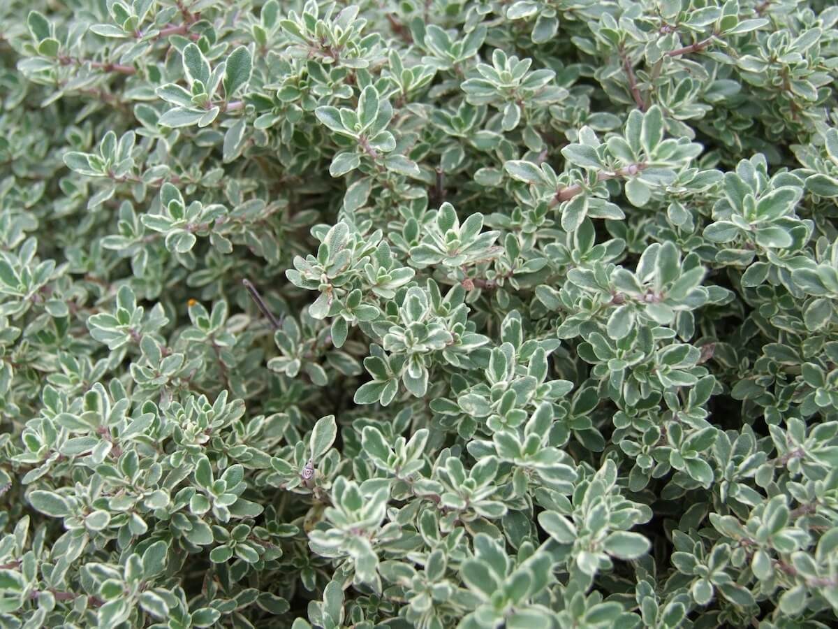 Oregano Vs Thyme