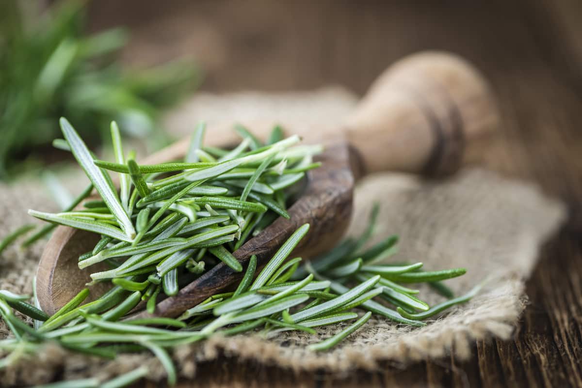 Rosemary vs. Lavender