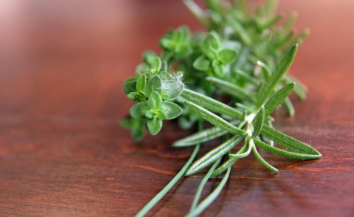 Rosemary vs Thyme