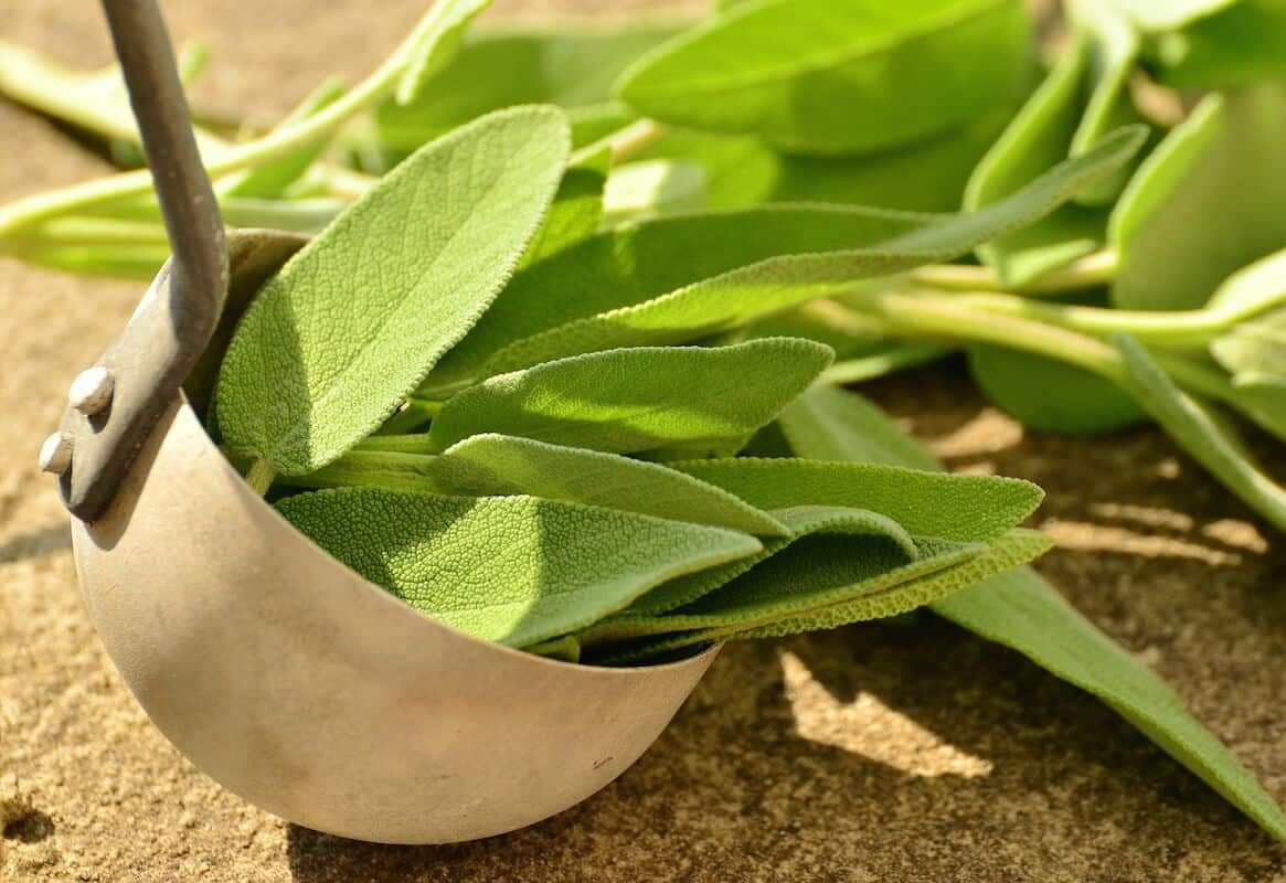 Sage Substitute