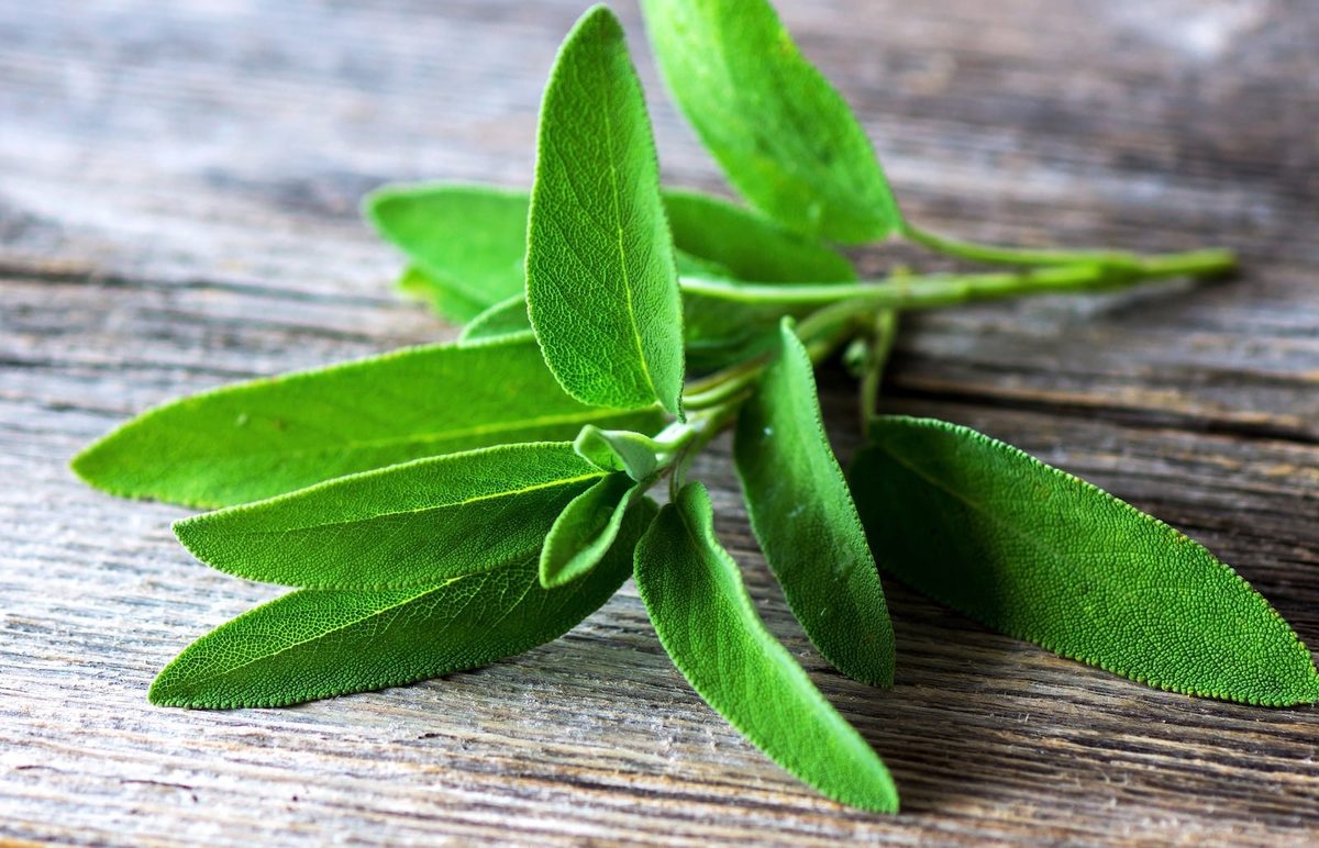 Sage Vs. Lavender