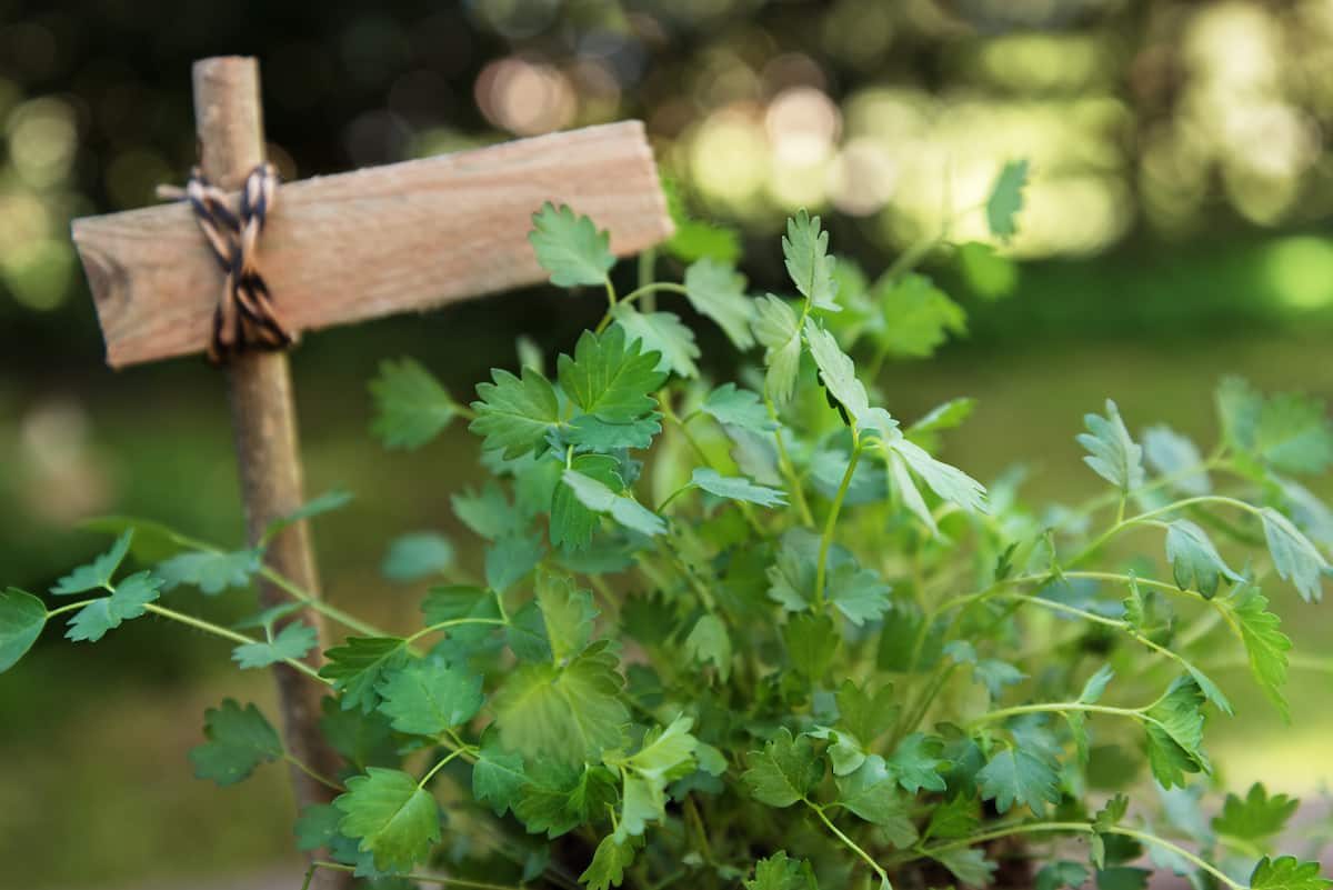 salad burnet