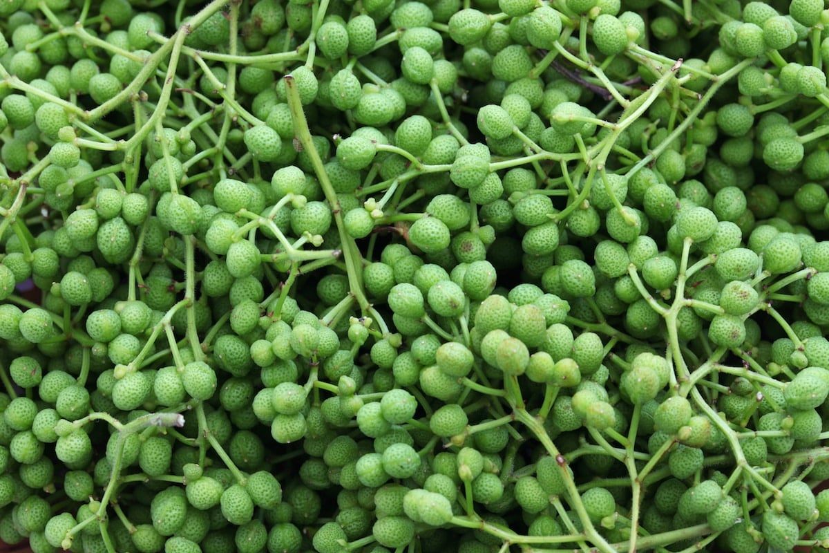 sansho pepper substitute