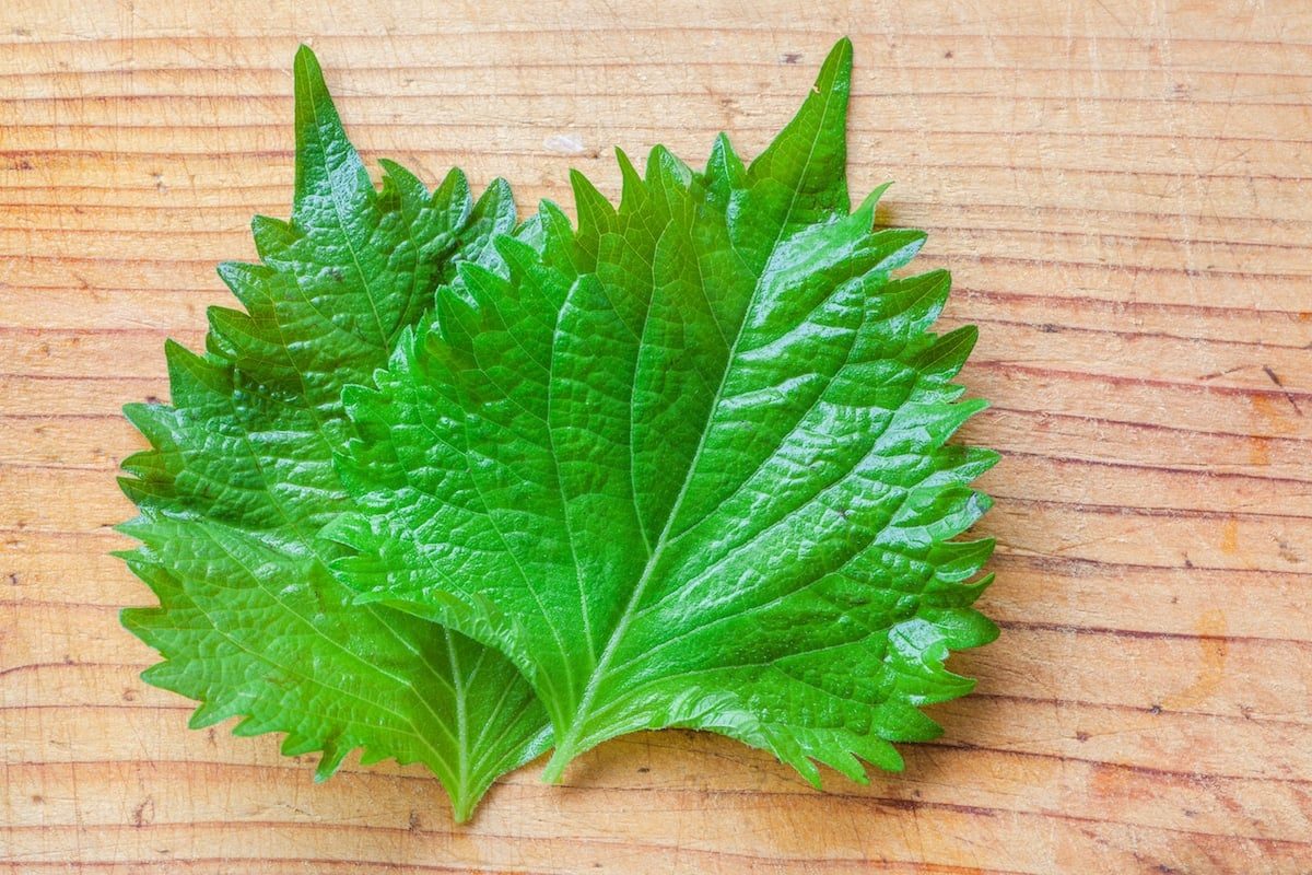 Shiso Substitute