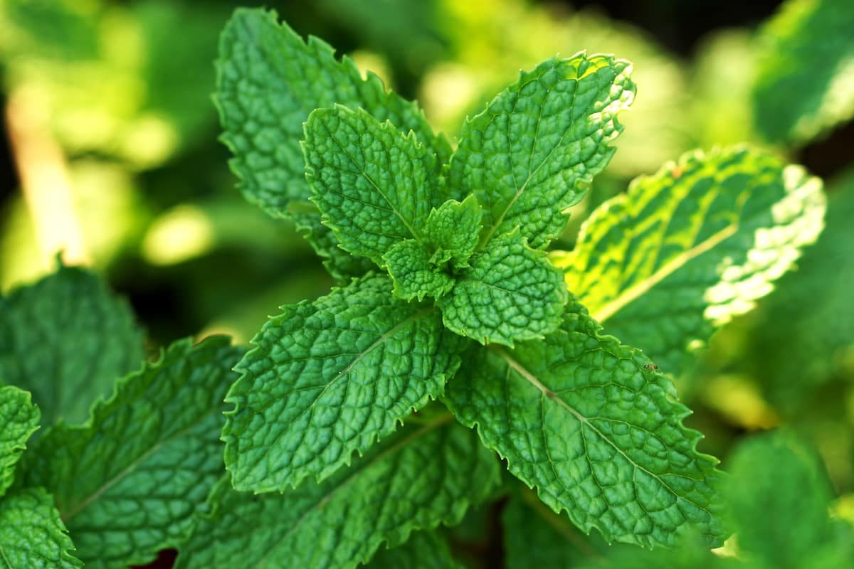 Spearmint vs. peppermint